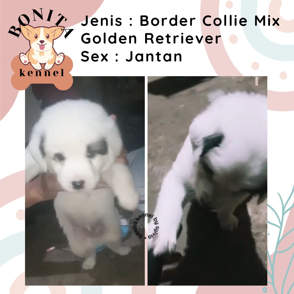 Border Collie Mix Golden Retriever Jantan Betina Anjing Collie Golden