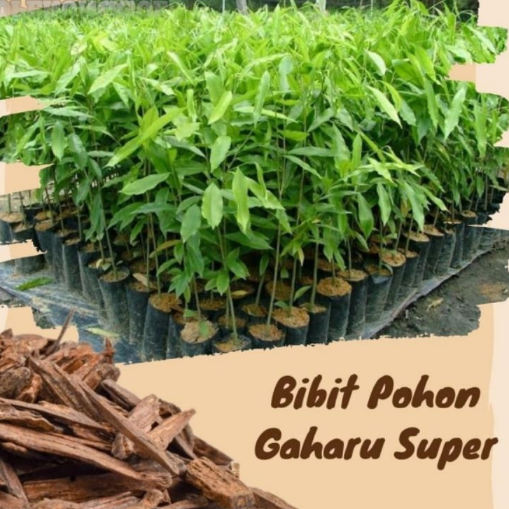 Bibit / Pohon Gaharu Asli Super | Siap Tanam