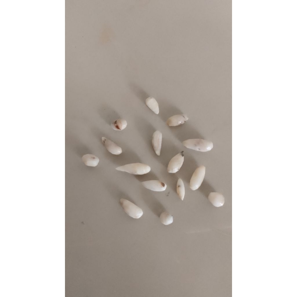 mustika klanceng putih alam temuan