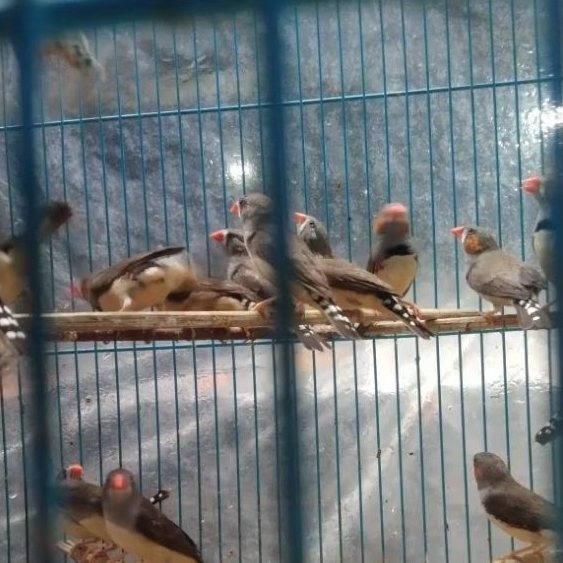 Burung zebra Finch Timor dewasa