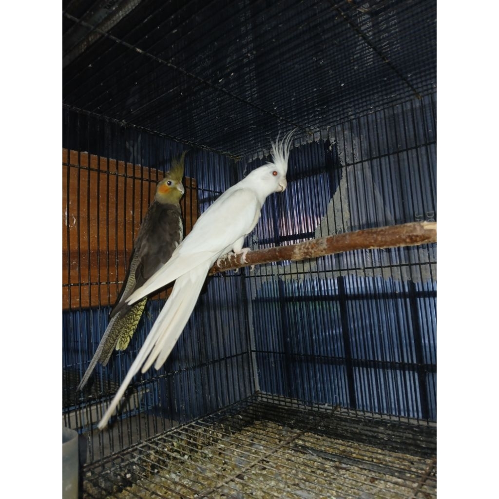 PARKIT AUSTRALIA INDUKAN SEPASANG