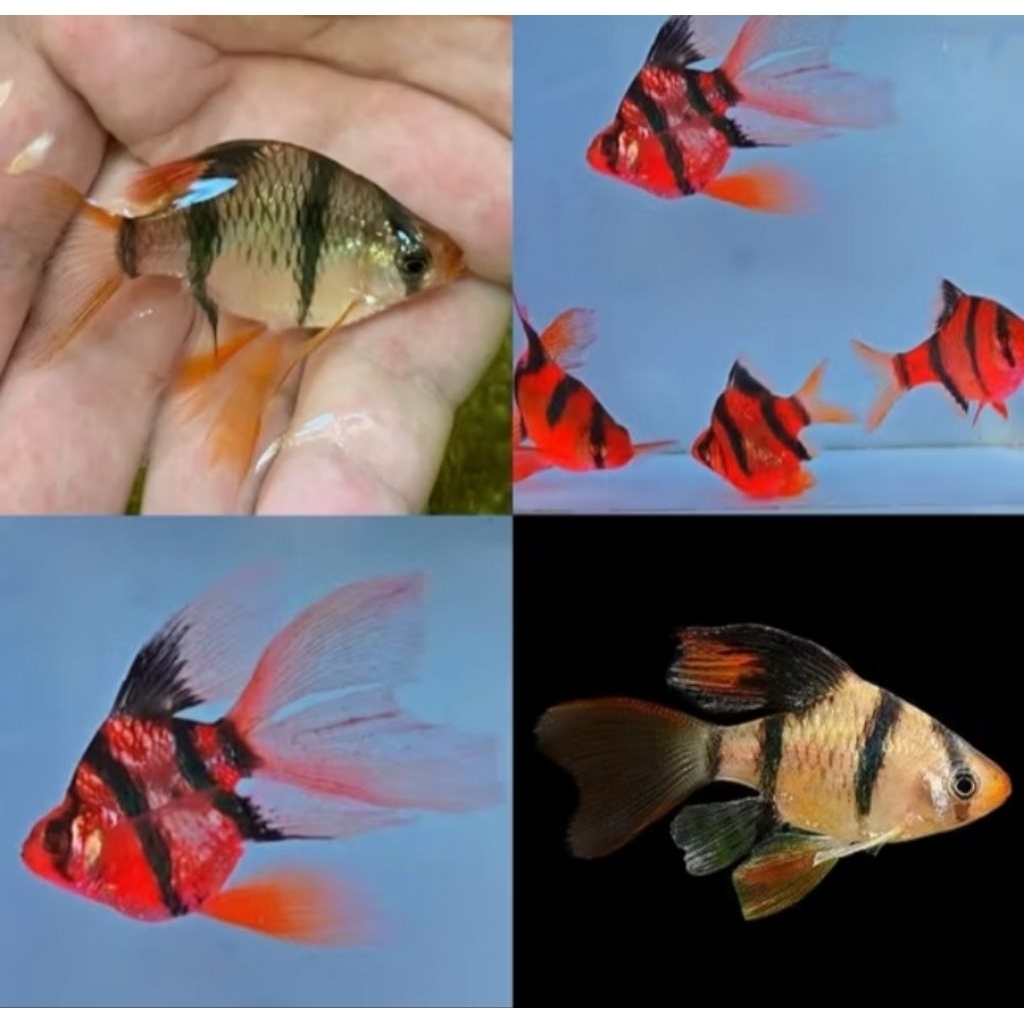 Hiasan Aquarium Tiger Glofish Slayer Tiger Glofish Longfin Hiasan Aquascape |Ikan Hias Bozz Louhan P
