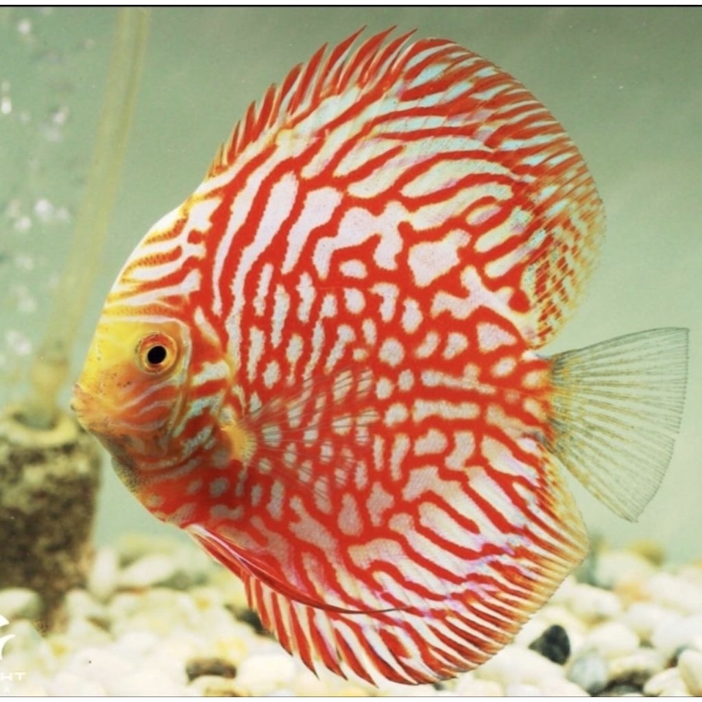 Discus red pigeon // Aquarium Aquascape