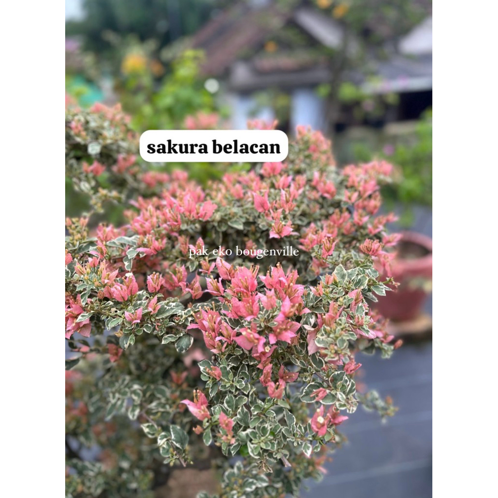 Bougenville sakura belacan