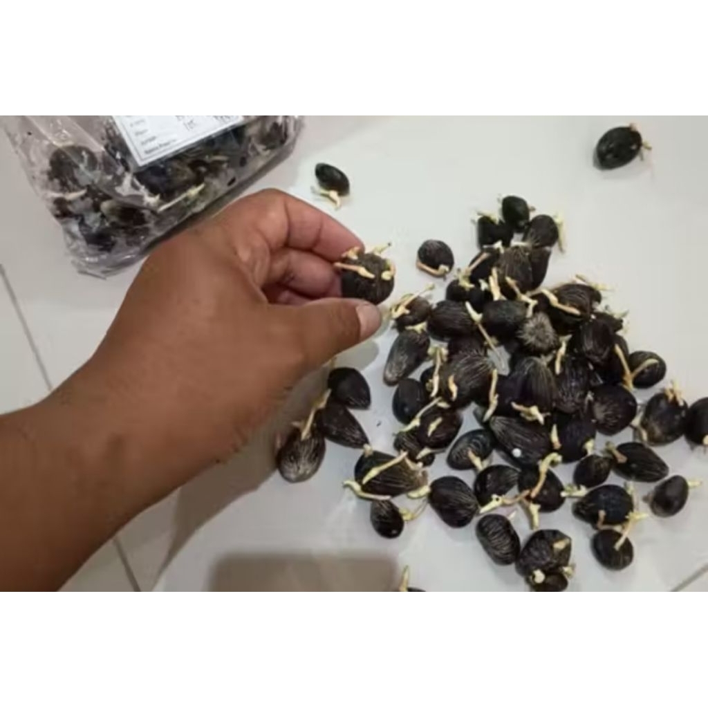 50 butir Benih sawit unggul DxP TN1 ORIGINAL