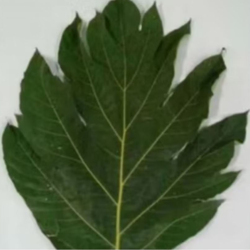 Daun kluwih hijau segar/kering, 500 gram