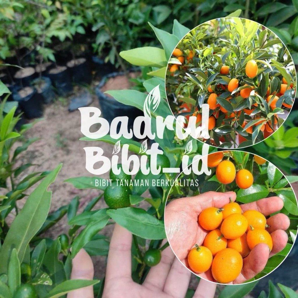 bibit tanaman jeruk kimkit okulasi