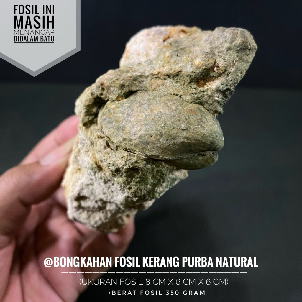 Bongkahan Fosil Kerang Natural A4 atau Fosil Bivalvia Purba atau Fossil Shell atau Fosil Keong Temua
