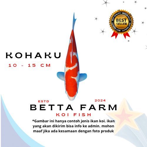 BIBIT KOI BLITAR KOHAKU 10 - 15 CM