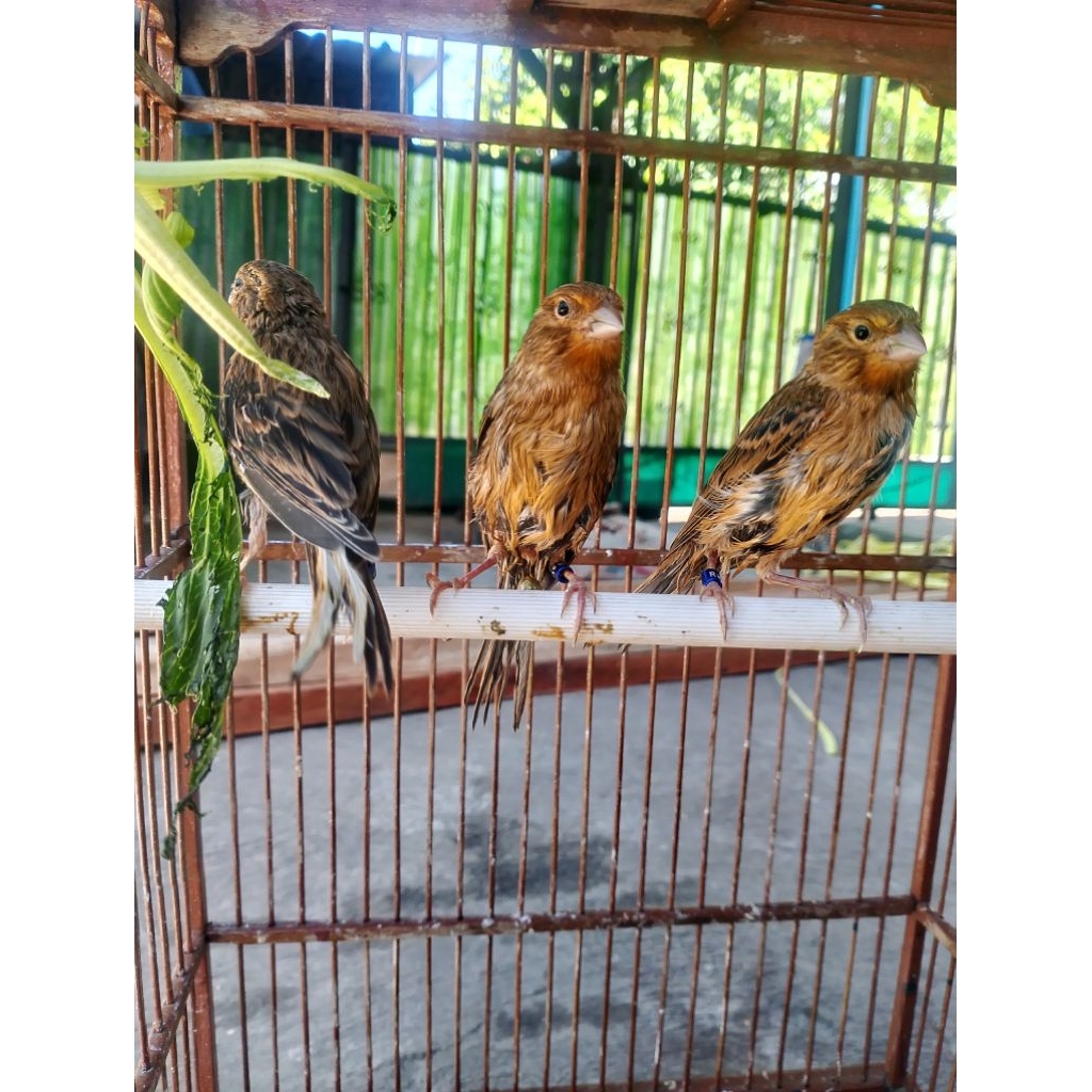 Anakan Kenari Af Rutben