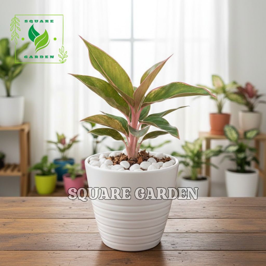 Aglonema Lipstik Klasik pink Tanaman Hias AGLONEMA Lipstik Klasik pink