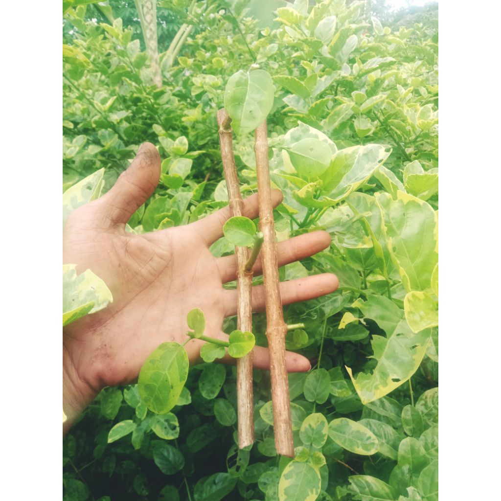 bahan stek Sancang golden varigata 2 potong