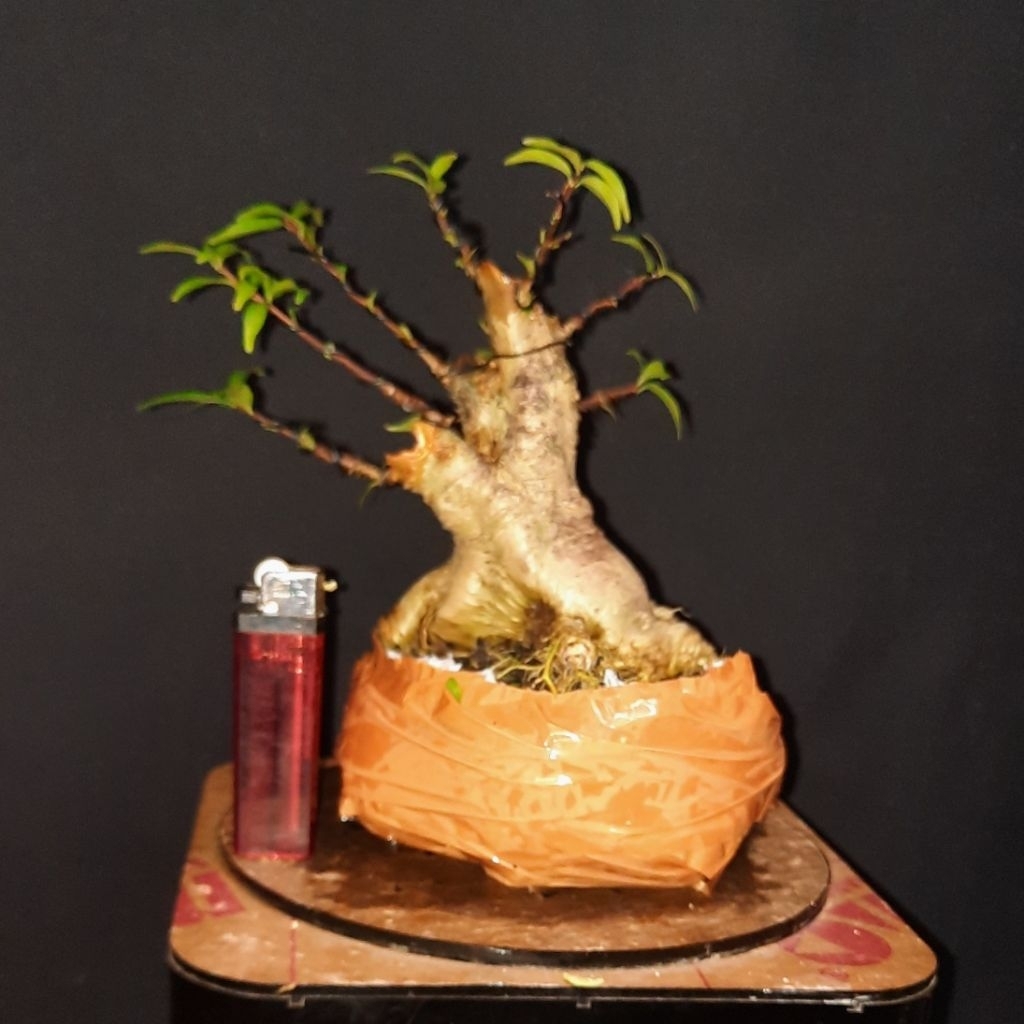 bahan bonggol bogel anput micro ori