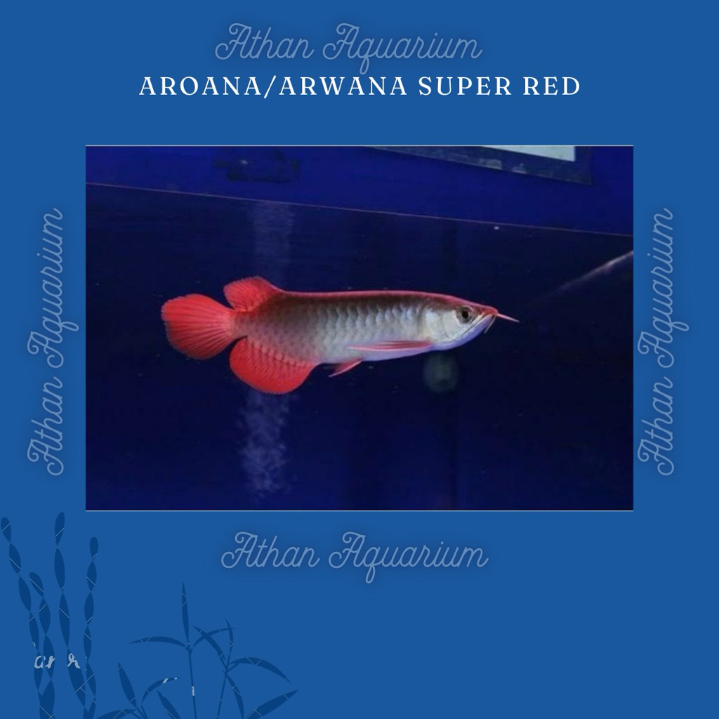 Aroana/Arwana Super Red cantik Size kecil uk 14-15cm(LENGKAP SERTIFIKAT DAN CHIP)