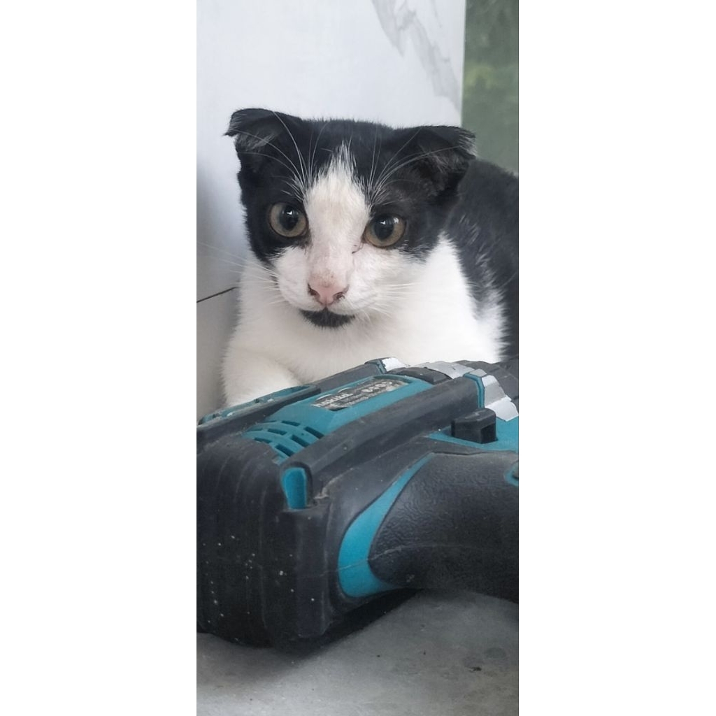 munckhin gaelic double fold usia 7bln