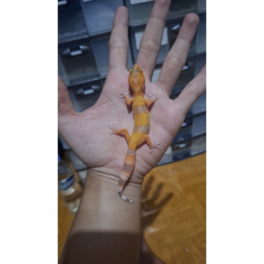 Leopard Gecko Female - Sunglow - Usia Juve Oren Sehat Makan Lancar
