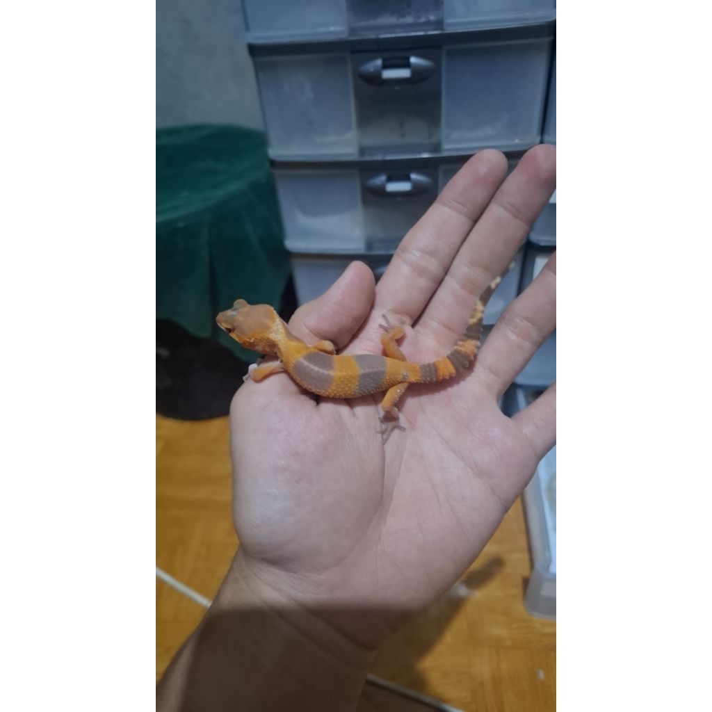 Leopard Gecko Female - Sunglow Tomato Line - Usia Juve Oren Gelap Sehat Lucu