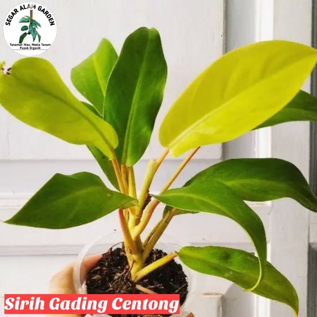 Tanaman Hias Sirih Gading Lemon - Sirih Centong