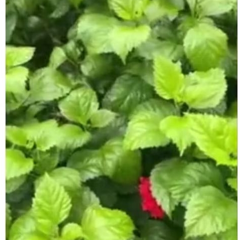 Bunga sepatu tumpuk Besar