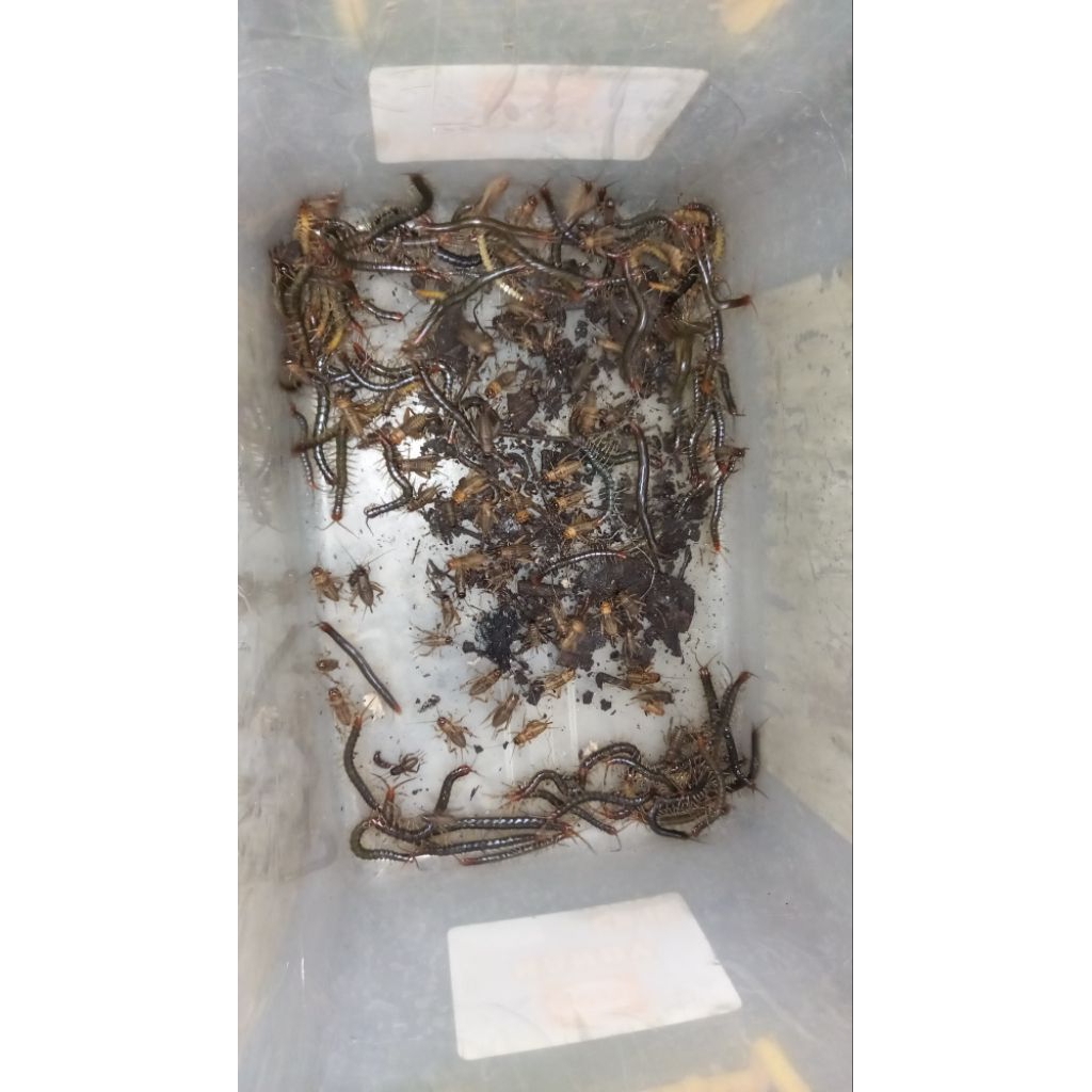 kelabang pakan ikan hidup ikan Arwana, Chana, Lohan