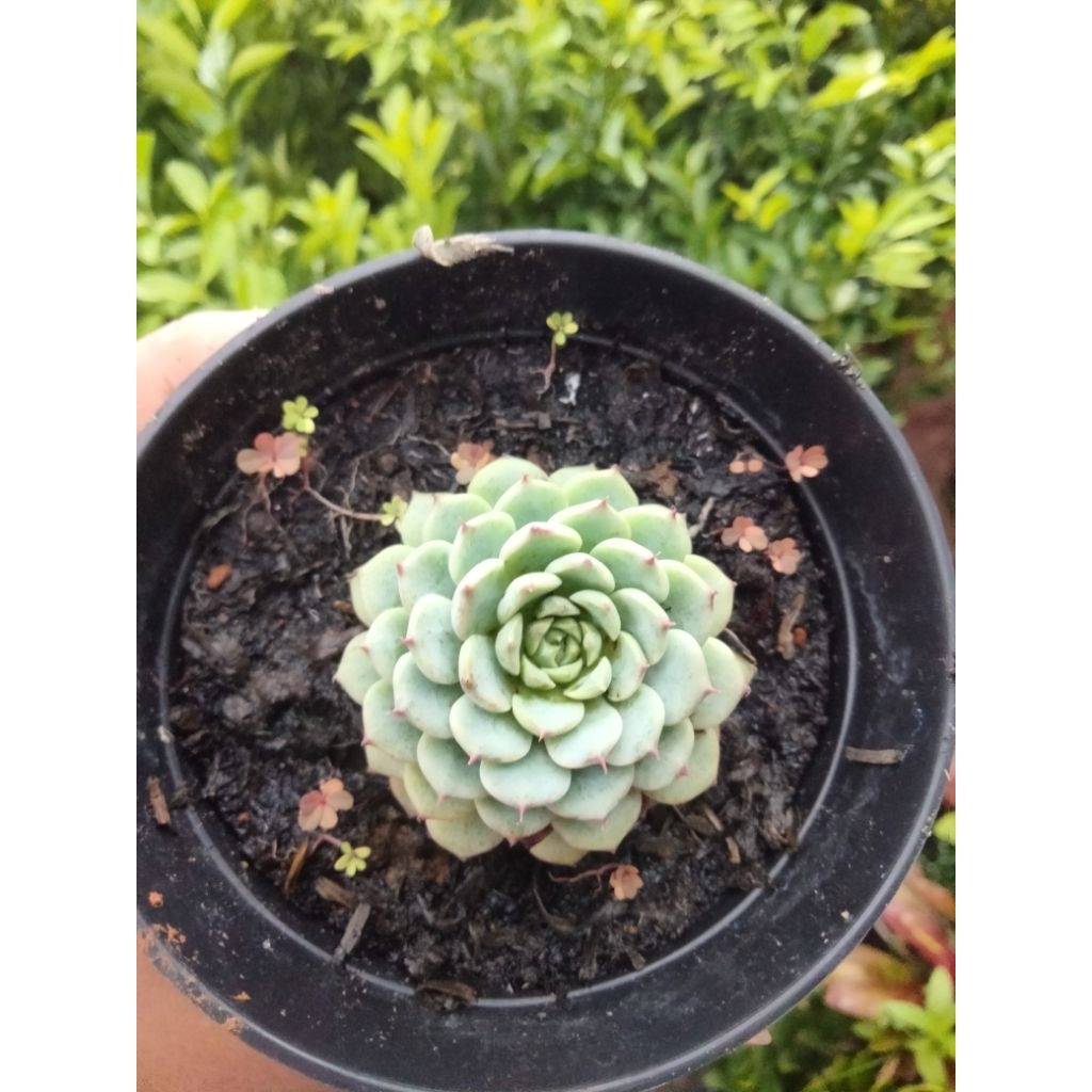 Echeveria Sukulen