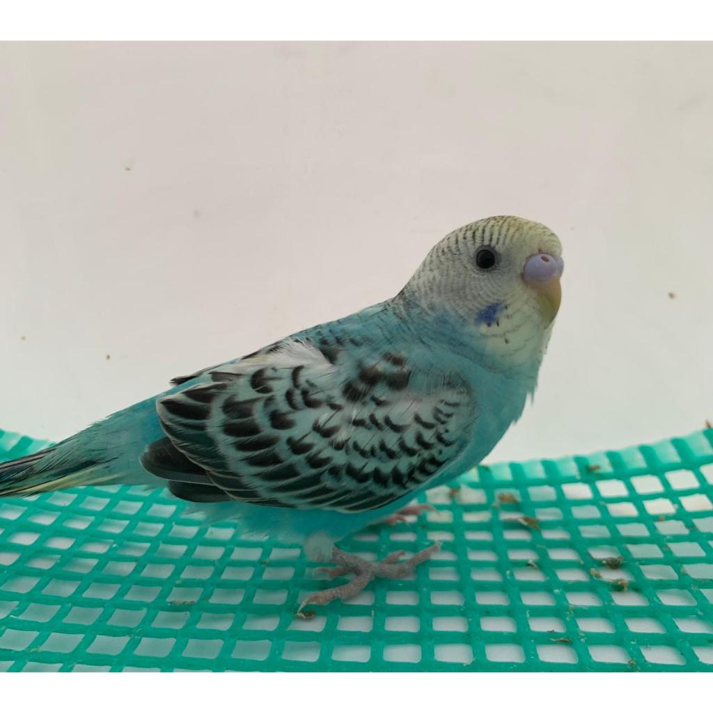 Burung Parkit burung parkit hias warna biru jantan terbaik