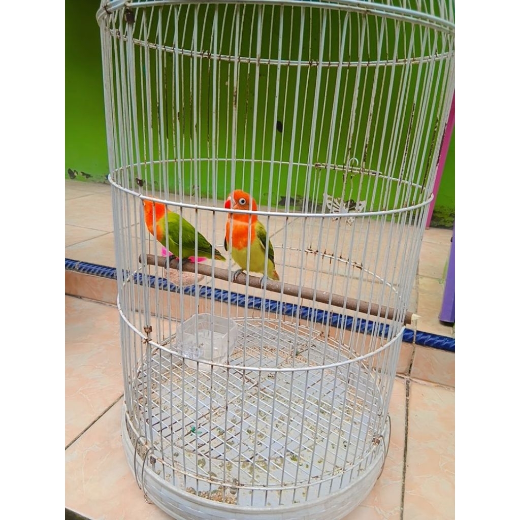 LoverBird Bio Green X Bio Euwing