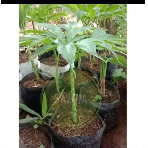 Bibit Tanaman Iles-Iles