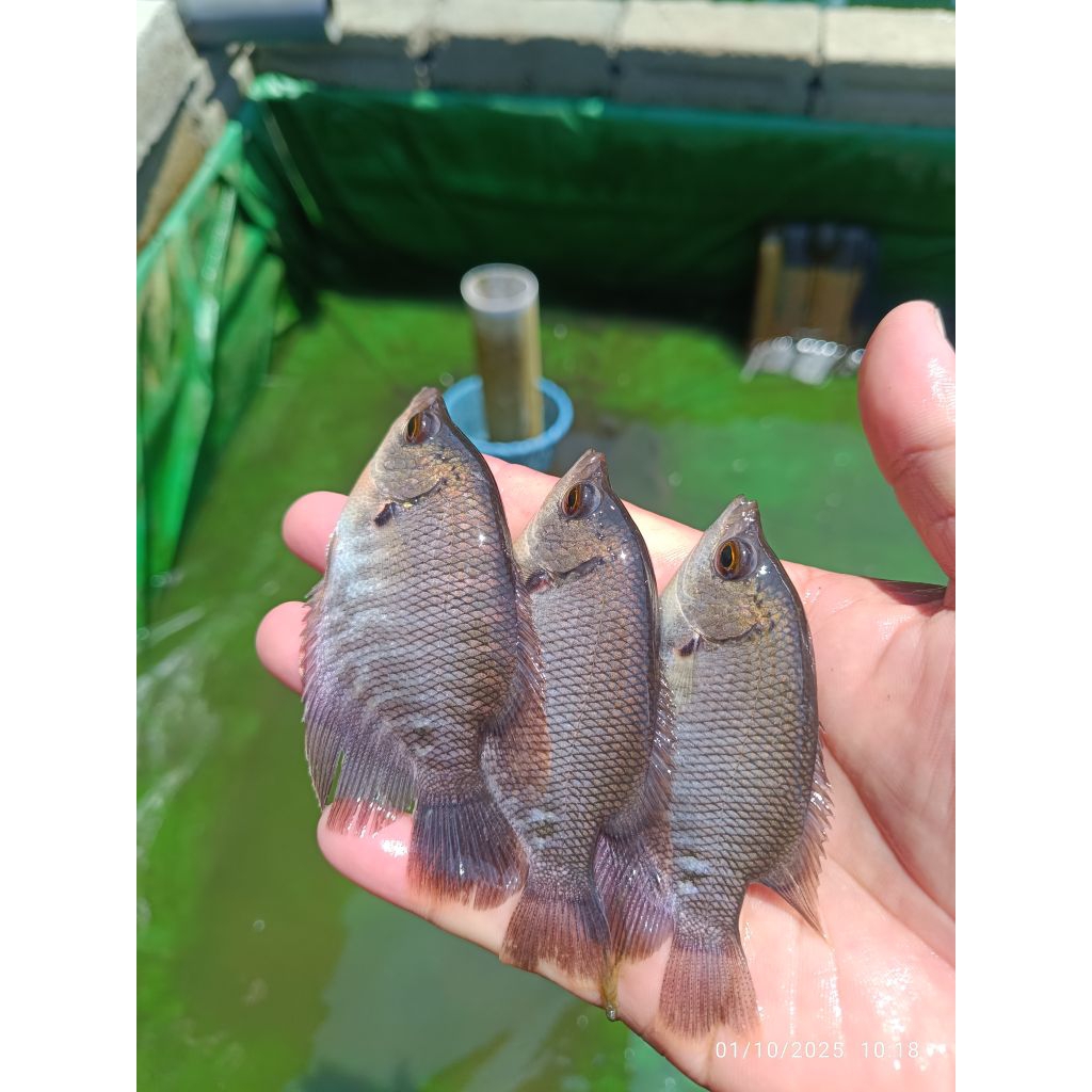 PAKET 25 Ekor BIBIT IKAN GURAMI SOANG UKUR KOREK 2 JARI