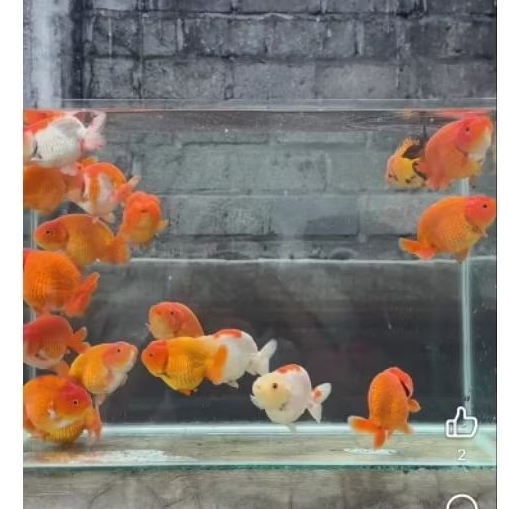 ranchu rw size 4-5cm 3pcs