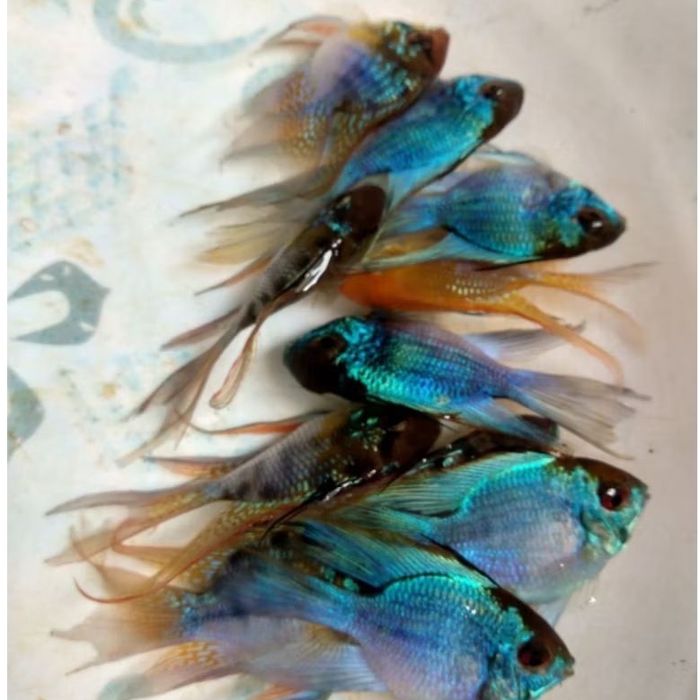 Paket  Ramirezi Slayer 4 Pair Super Kualitas Grade A