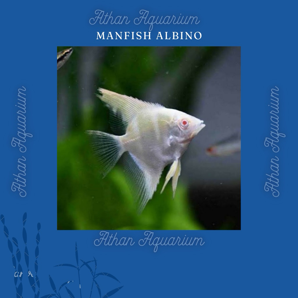 Manfish/Angelfish/ikan layang layang albino mata meraj size kecil uk 5-6cm