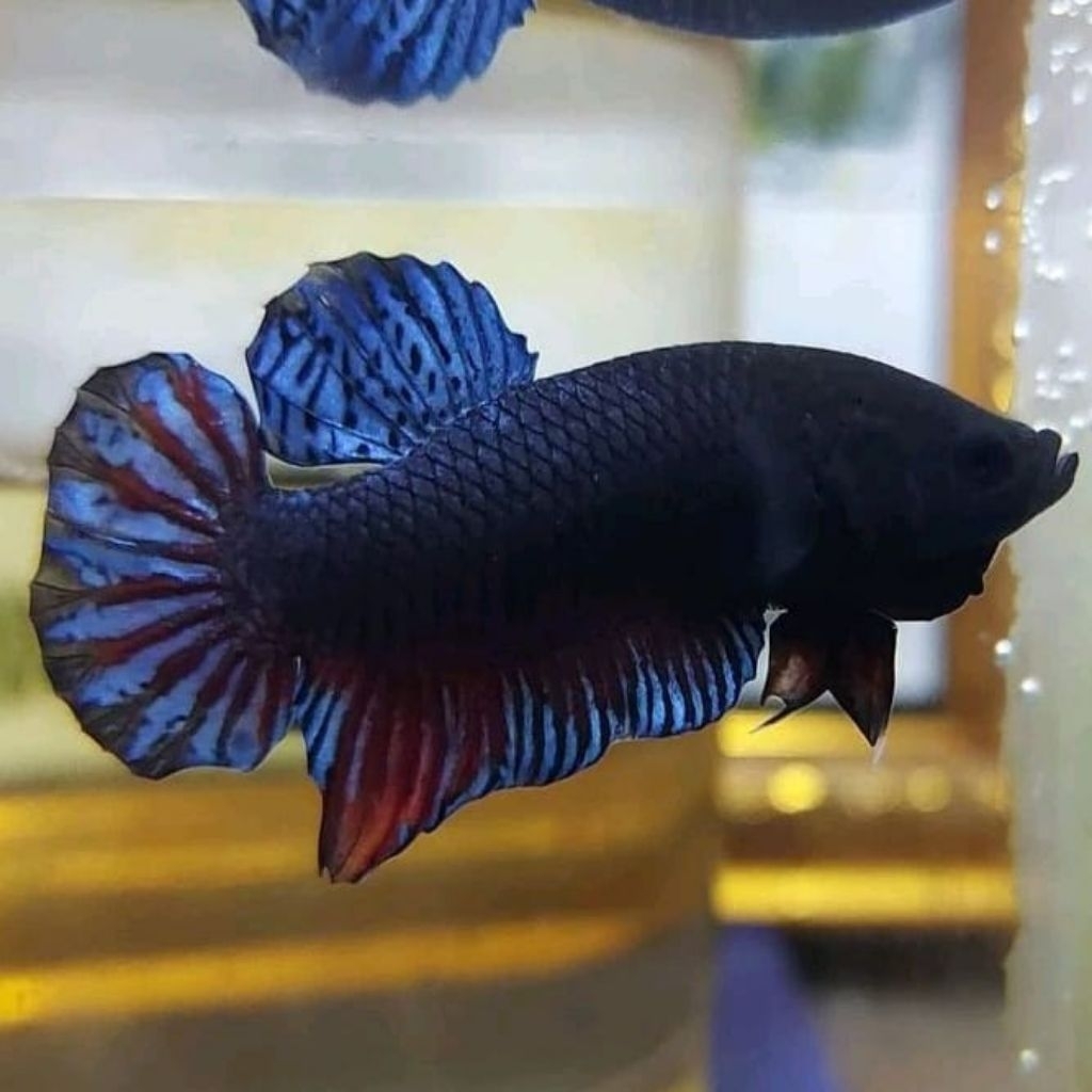 Ikan Cupang Aduan Fighter Import New Sakai Rawatan VIP Top Champion