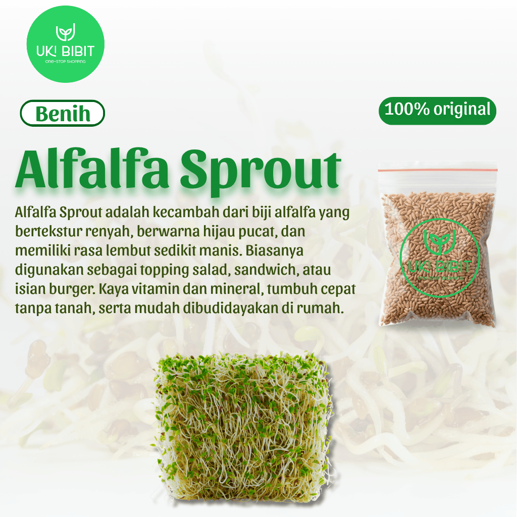 ( 10 Butir ) Benih Biji Alfalfa Sprout | Lucerne | Medicago Sativa | Alfalfa Microgreens