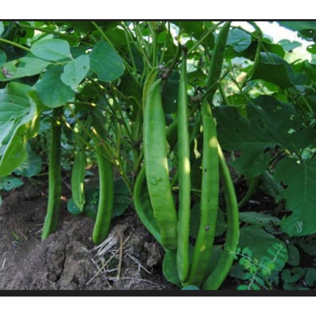 KORO PEDANG , KORO JUMBO , KORO BESAR , KACANG KORO