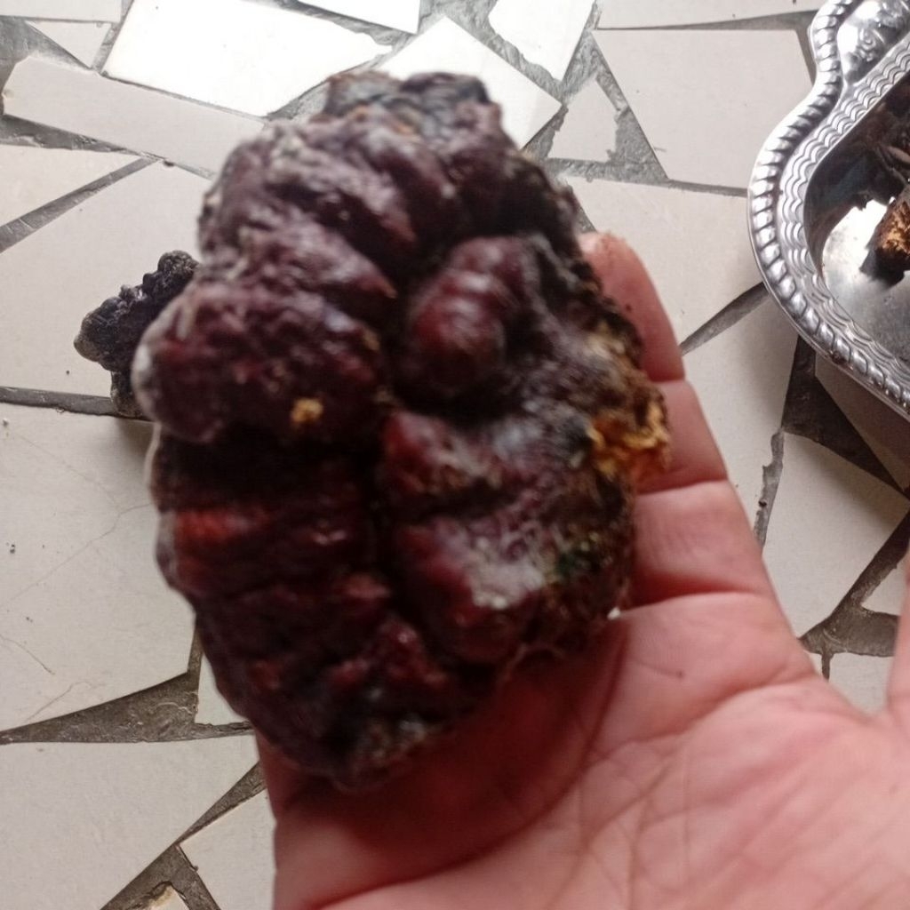 jamur lingzhi utuh asli original