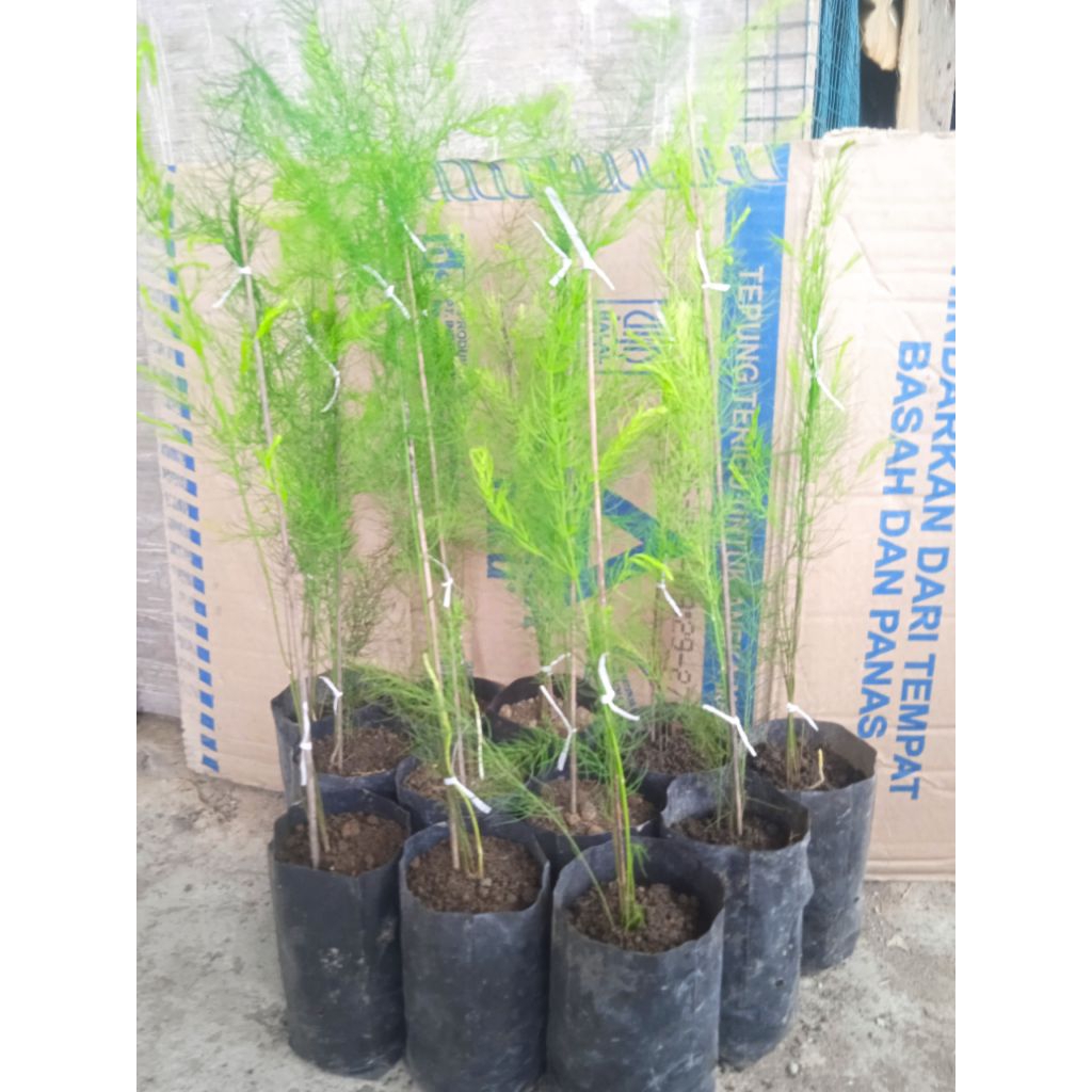 Bibit Asparagus sayur ,tanaman hidup,siap tanam, jenis F1 Mary washington, usia -+3bulan