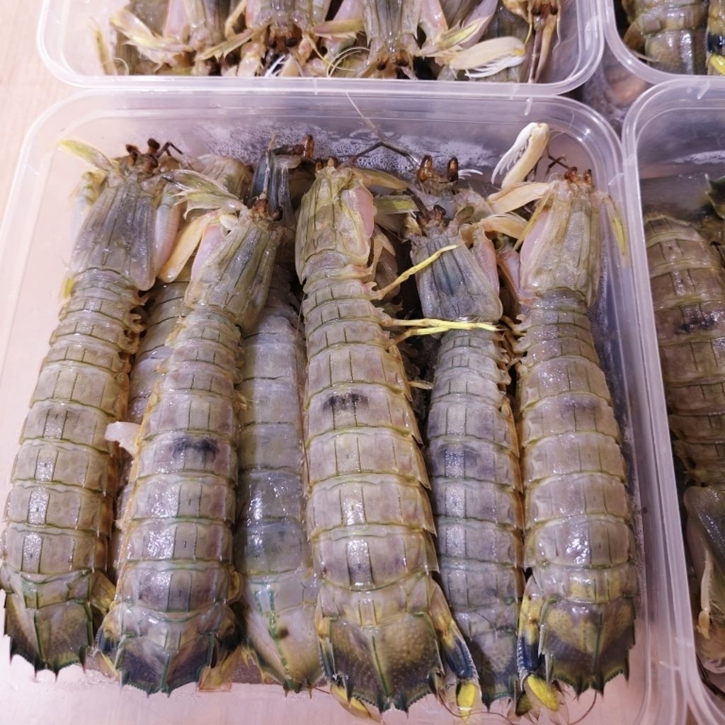UDANG MANTIS BERAT KURLEB 1KG