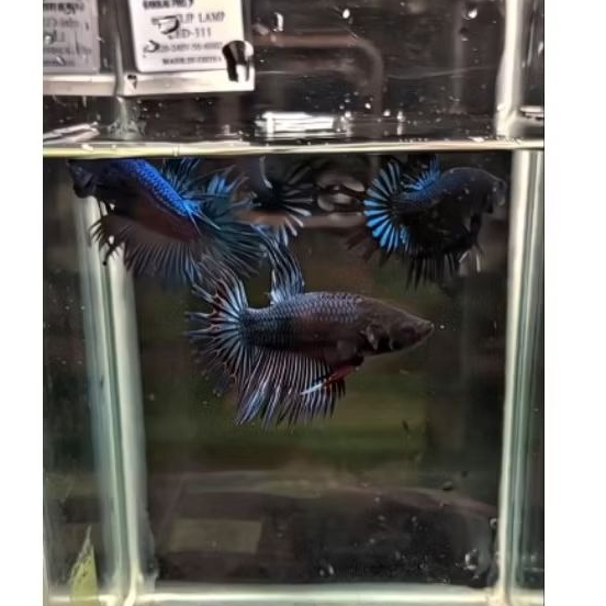 ikan cupang crowntail