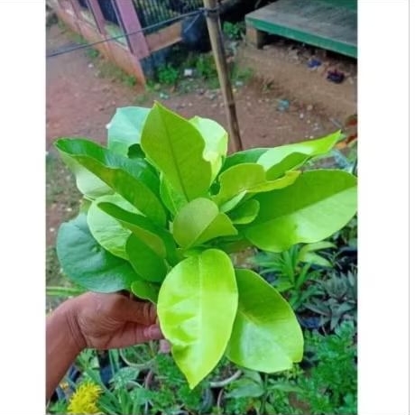 Daun jeruk bali/jeruk leuhang 100g