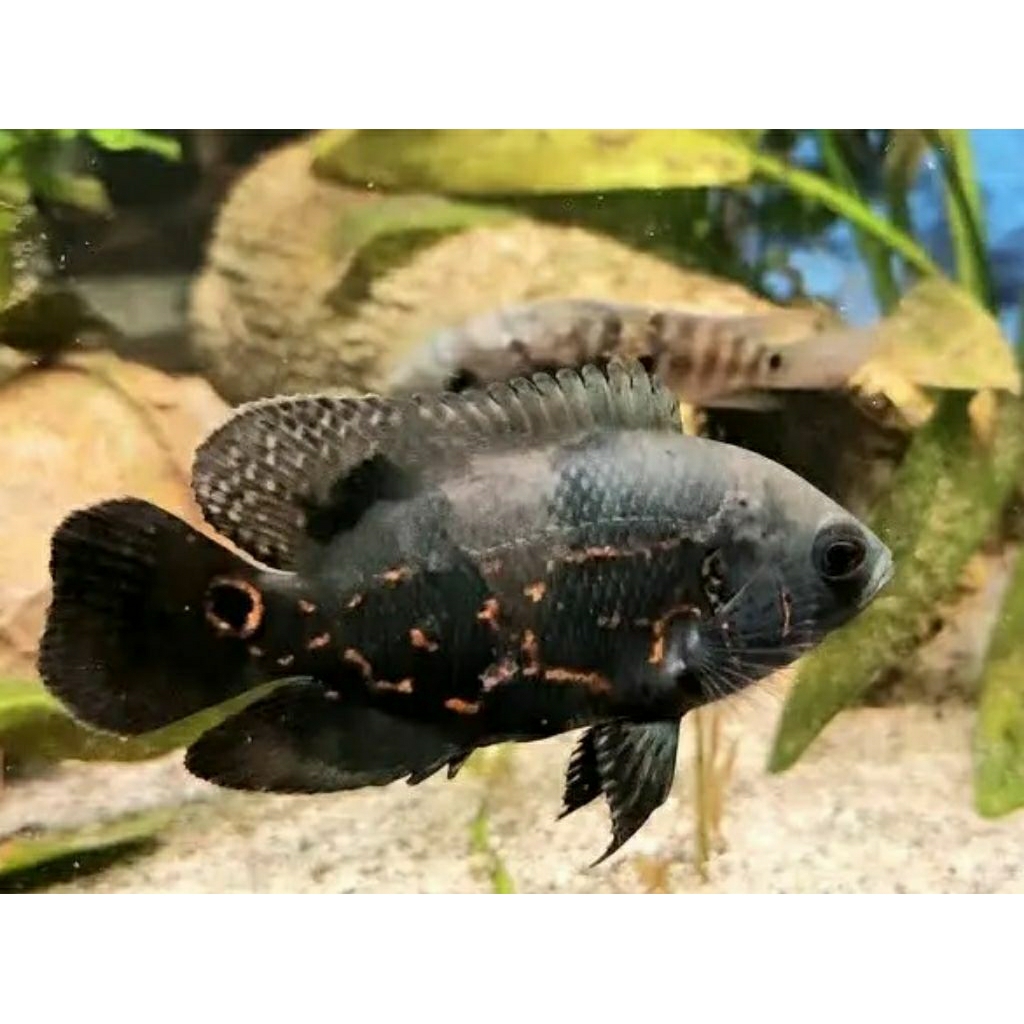 Oscar batik , Leopard, Nemo, Tiger Albino hiasan aquarium size 7-10cm