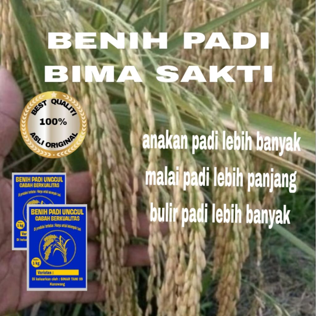 BENIH PADI BIMA SAKTI MALAI PANJANG BERKUALITAS UNGGUL 1 KG