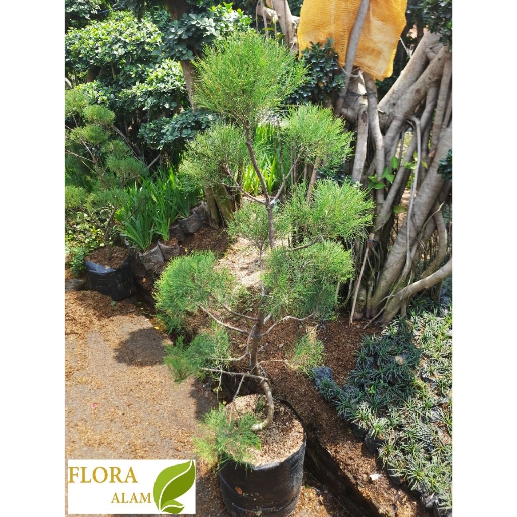 Tanaman Hias Bonsai Cemara Udang Rimbun tinggi 130cm - 150cm