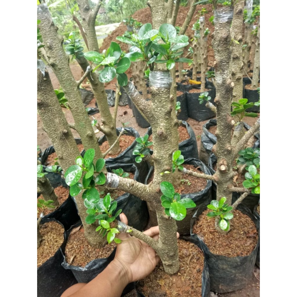 bonsai taman dolar mikro