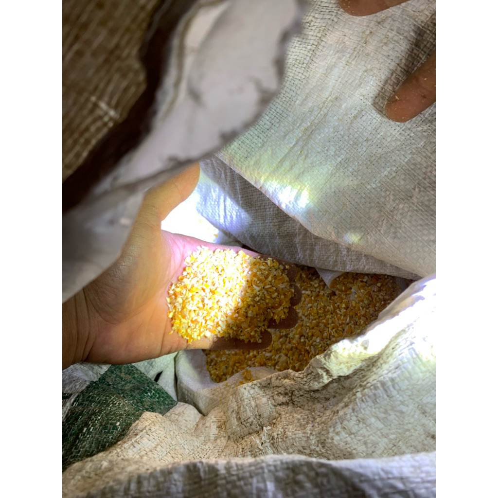 jagung giling agak halus kering