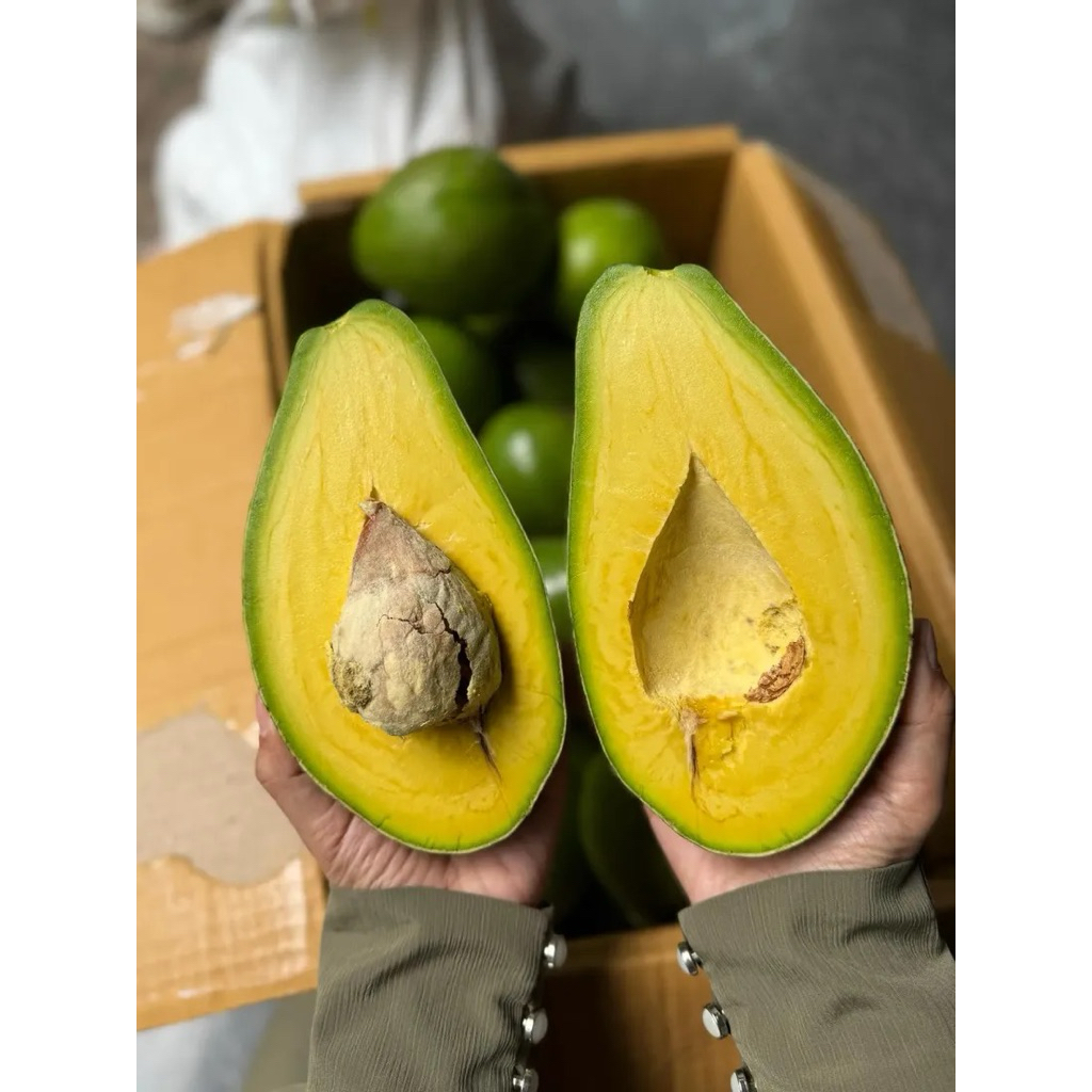 Alpukat Mentega Jumbo / Alpukat Premium / Alpukat Mentega Fresh Bandung / Alpukat Fresh / Alpukat Mu