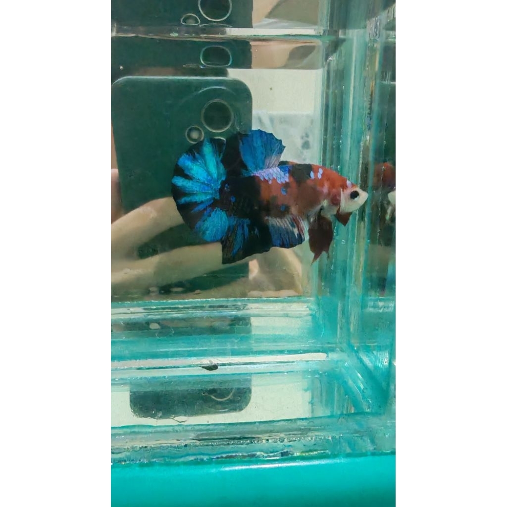 Cupang Plakat Red Koi Galaxy(Indukan)