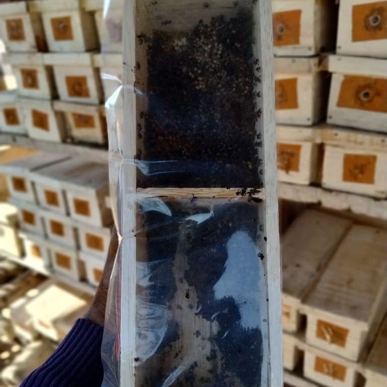 BIBIT SUPER Lebah Klanceng Leavi/Koloni Leaviceps/Klanceng/Kele/Galo/Lanceng/Levi/Trigona/Kelulut/Te