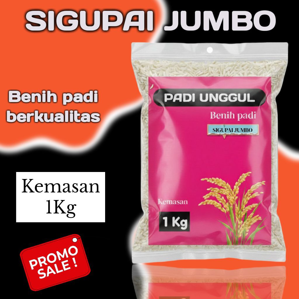 BIBIT PADI UNGGUL SIGUPAI JUMBO KUALITAS PREMIUM KEMASAN 1 KG