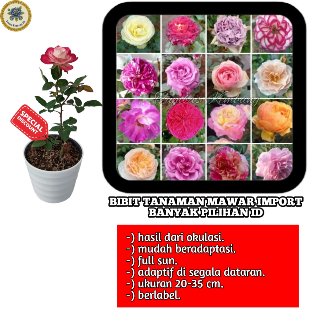 PROMO MAWAR DAVID AUSTIN Bibit Bunga Mawar Import Wangi SUPER JUMBO BERKELOPAK TEBAL Satuan/Eceran -